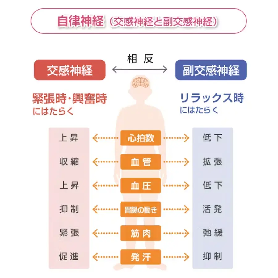 自律神経と副交感神経